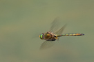 Somatochlora metallica